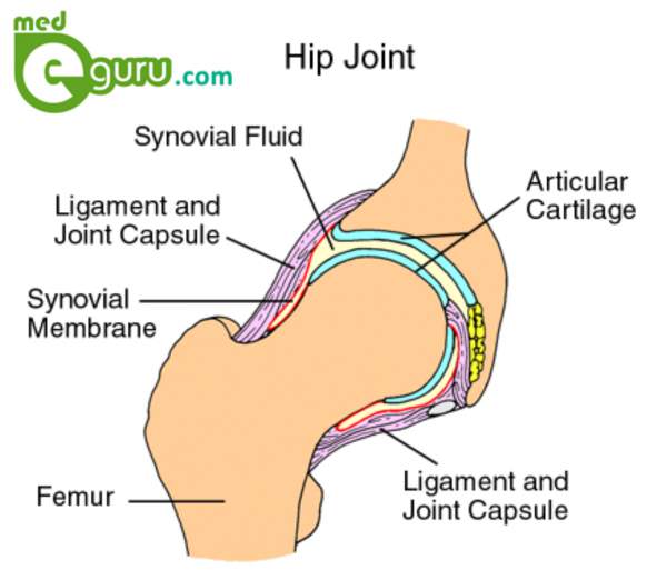 Hip pain diagram